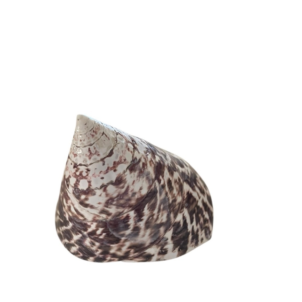 Pair of Trochulus Niloticus Seashells, "Tops", Cream & Brown, Unique Pointed Top